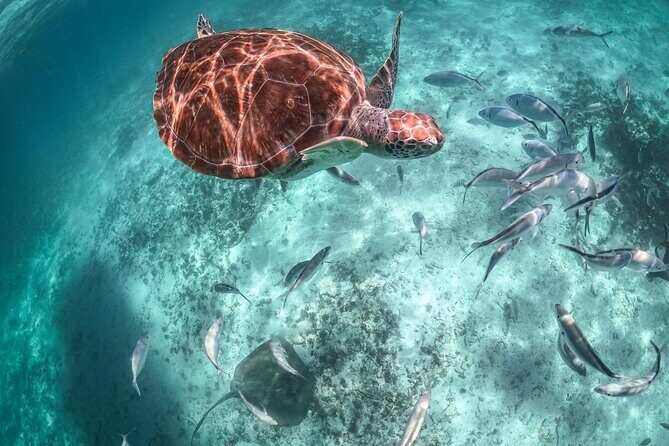 Half Day Tour: Turtles Encounter in Akumal Beach - Playa del Carmen to Akumal Beach: pickup rules and where you meet