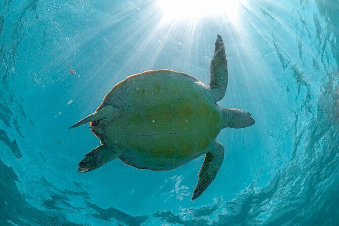 Half Day Tour: Turtles Encounter in Akumal Beach - After the swim: snacks, drinks, and 2 hours to enjoy Akumal