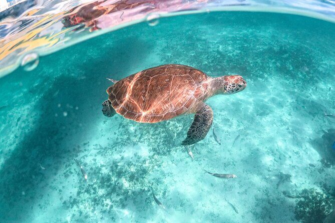 Half Day Tour: Turtles Encounter in Akumal Beach - FAQ