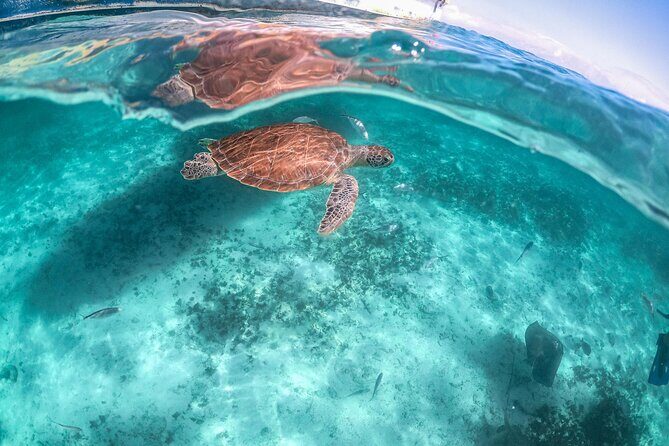 Half Day Tour: Turtles Encounter in Akumal Beach - Turtle encounter snorkeling at Akumal Beach: what you actually do