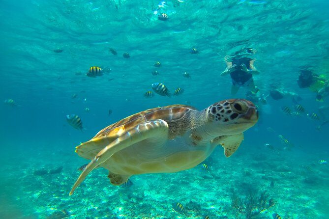 Half-Day Underwater World Tour - Hotel pickup in central Cancún: the easiest way to start