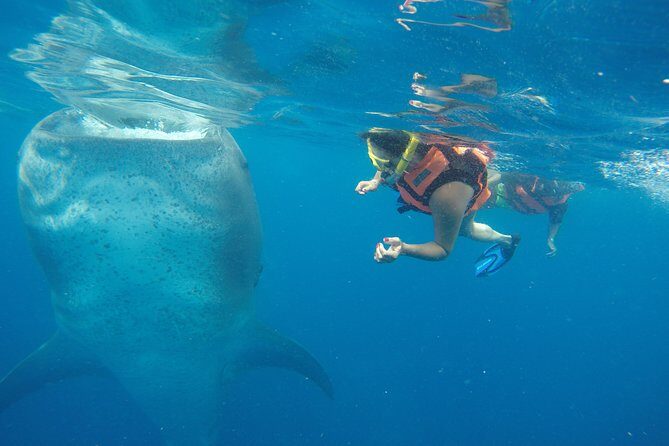 Half Day Whale Shark Tour From Playa del Carmen - Key highlights worth your attention