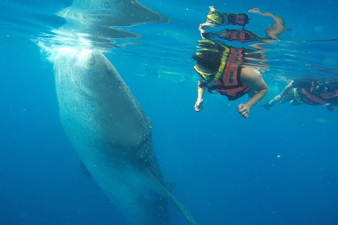 Half Day Whale Shark Tour From Playa del Carmen - Price and cash fees: what you’re really paying