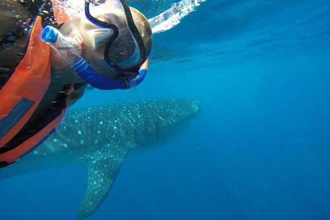 Half Day Whale Shark Tour From Playa del Carmen - Isla Contoy search time: the key hours that make or break it