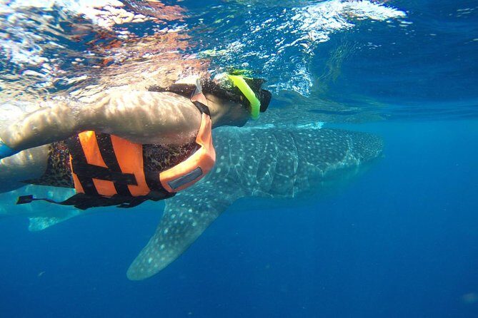 Half Day Whale Shark Tour From Playa del Carmen - Playa Norte on Isla Mujeres: lunch plus a real break from scanning the sea