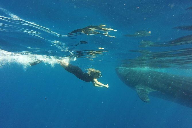Half Day Whale Shark Tour From Playa del Carmen - On the water: swimming moments and how to handle them