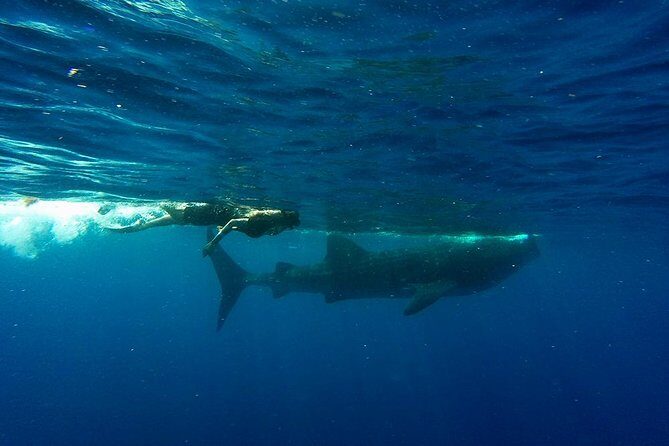 Half Day Whale Shark Tour From Playa del Carmen - Food, snacks, and hydration: the included stuff that makes the day easier