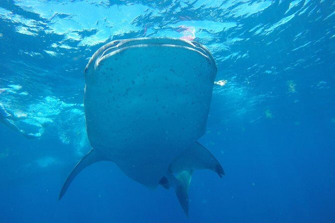 Half Day Whale Shark Tour From Playa del Carmen - Getting the best shot at whale sharks (without overhyping it)