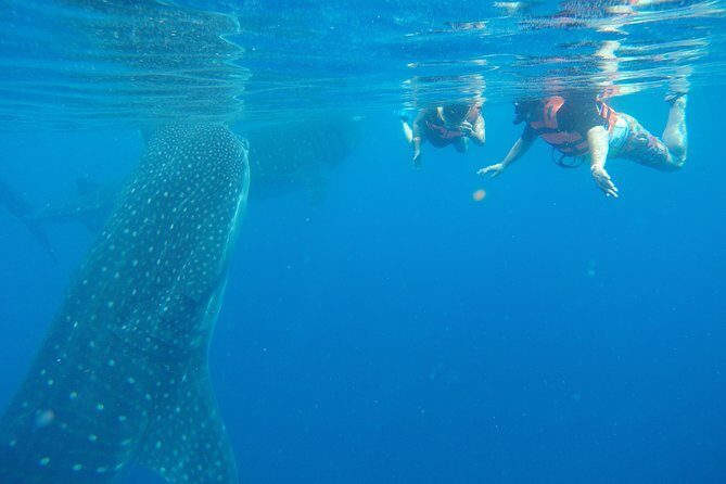Half Day Whale Shark Tour From Playa del Carmen - Punta Sam start: where the hunt begins