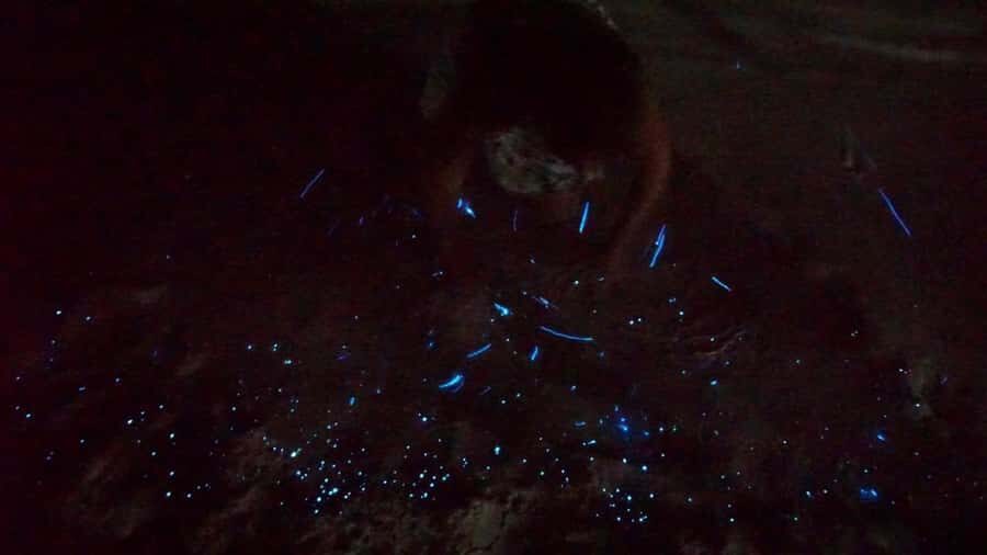Holbox: Bioluminescence by Kayak and Stargazing. - Price and logistics: is $49 worth it?