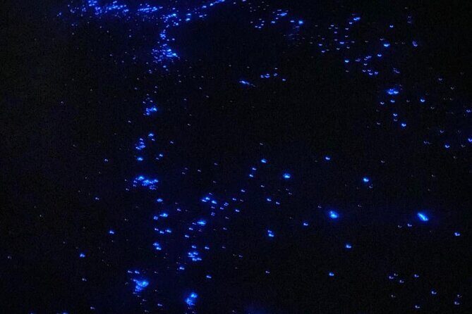 Holbox: Guided Bioluminescence Tour with pick up - Isla Holbox at Night: Why This Bioluminescence Tour Is Worth It