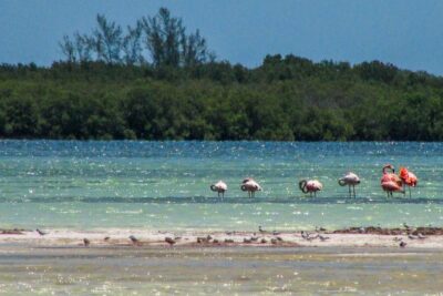 Holbox Island Tour departure from Cancun - Isla de la Pasion: quick views and seasonal bird energy