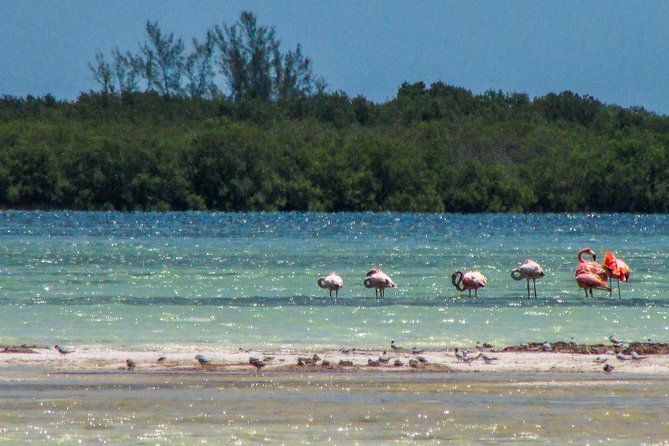 Holbox Island Tour departure from Cancun - Isla de la Pasion: quick views and seasonal bird energy