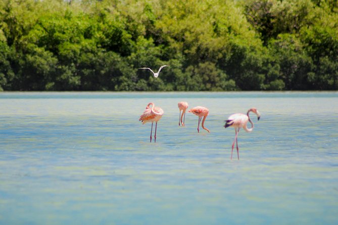 Holbox Island Tour from Cancun - The Boat Ride Segment: Good Views, Bring Your Essentials