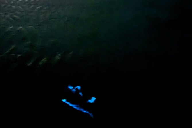 Holbox Kayak Bioluminescence Experience - What’s included (and what you should bring)