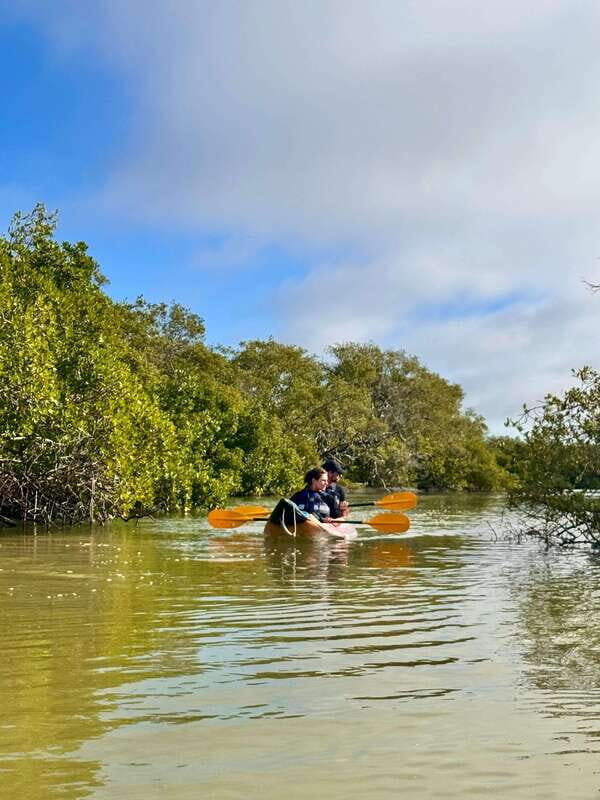 Holbox: Mangrove Sunset Kayak Tour - American crocodiles: viewing without turning it into a zoo visit