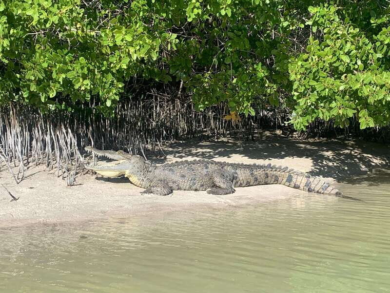Holbox: Mangrove Sunset Kayak Tour - Who your guide is matters: from training to calm leadership
