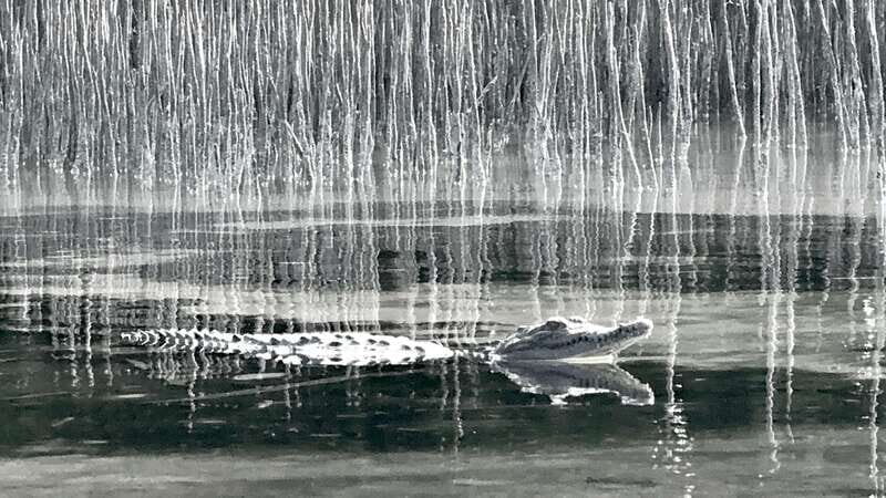 Holbox: Mangrove Sunset Kayak Tour - Paddling reality check: current, tides, wind, and weather