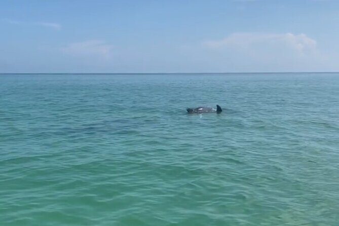 Holbox: Pajaros island, Pasion Island & Punta Mosquito- pick up - Punta Mosquito: shallow water, white sand, and quiet bird country