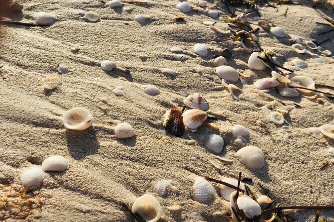 Holbox: Pajaros island, Pasion Island & Punta Mosquito- pick up - Holbox Island’s bird sanctuary: platforms made for real viewing