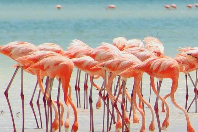 Holbox plus Island Magic by boat Tour from Cancun - Transportation and timing: the trade-off for reaching multiple islands