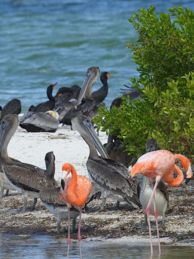 Holbox: Sunrise Kayak Tour through the Mangroves - Key highlights worth your attention