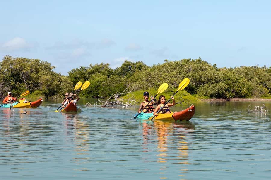 Holbox: Sunrise Kayak Tour through the Mangroves - The Rio Kuká Paddle: Mangroves, Birds, and the Pace of Quiet
