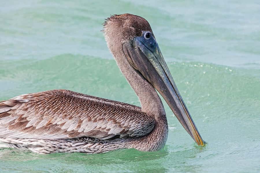 Holbox: Sunrise Kayak Tour through the Mangroves - The Included Cenote Yalahau and Yum Balam Reserve Access