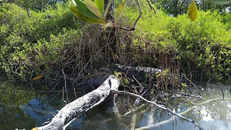 Holbox: Sunrise Kayak Tour through the Mangroves - Small-Group Style, Double Kayaks, and What the Guides Do