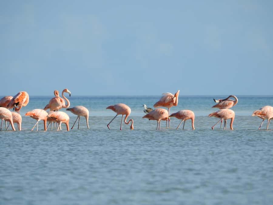Holbox: Sunrise Kayak Tour through the Mangroves - Price and Logistics: Does $58 for 3 Hours Make Sense?