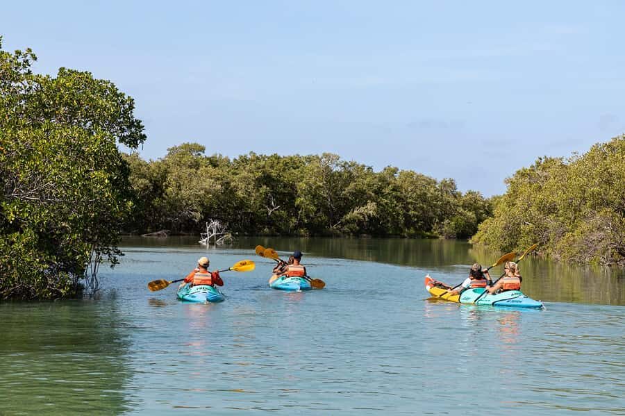 Holbox: Sunrise Kayak Tour through the Mangroves - Who Should Book This Sunrise Mangrove Kayak?
