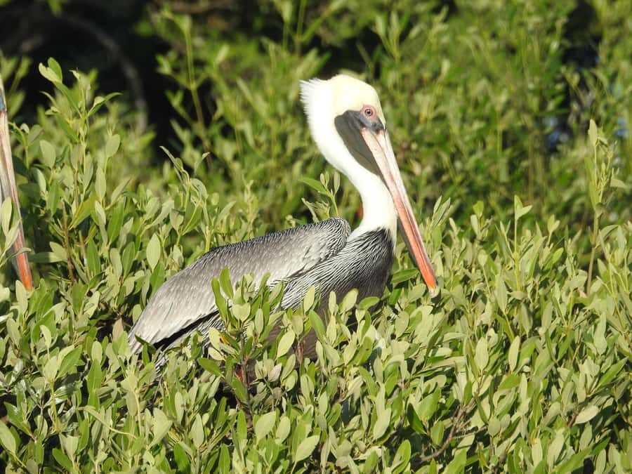 Holbox: Sunrise Kayak Tour through the Mangroves - From Your Pickup to the Kayaks: Getting to Playa Las Nubes
