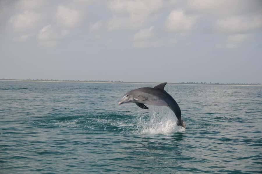Holbox: Three Islands Tour - Key highlights at a glance