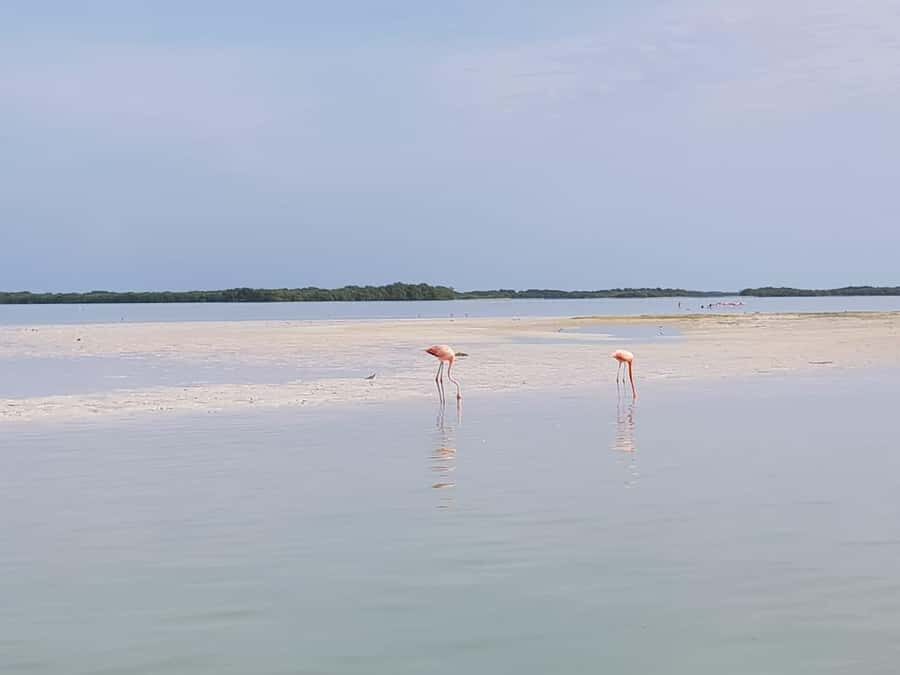 Holbox: Three Islands Tour - Price and value: what $72 covers (and what to budget for)