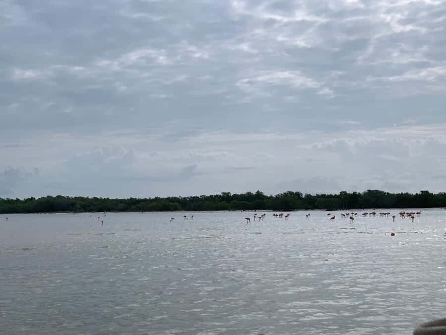 Holbox: Three Islands Tour - Who should book this tour