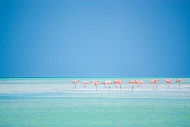 Holbox tour from Cancun and Riviera Maya - Isla Holbox: lunch, white-sand streets, and the golf cart question