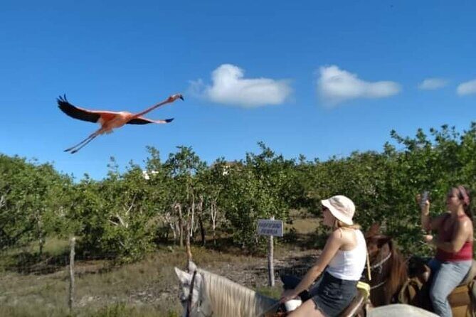 Horseback Riding on the Beaches of Holbox - Where You Start: Los Potrillos and Getting There on Time