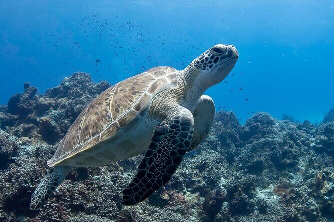 Introductory Diving Class in the Cozumel Reefs - Why This First-Time Scuba Class Works So Well in Cozumel
