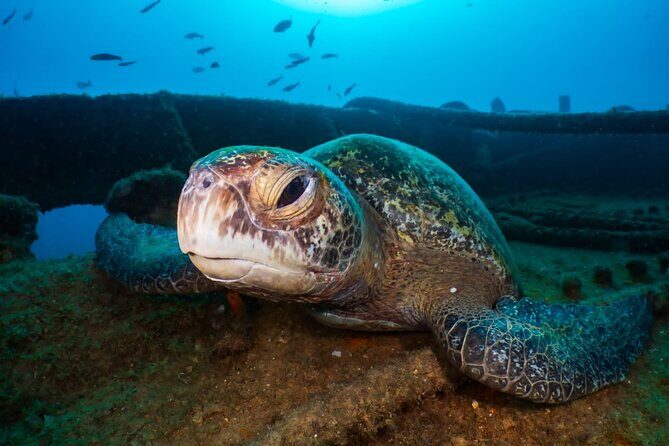 Introductory Diving Class in the Cozumel Reefs - Who Should Book This Cozumel Intro Session