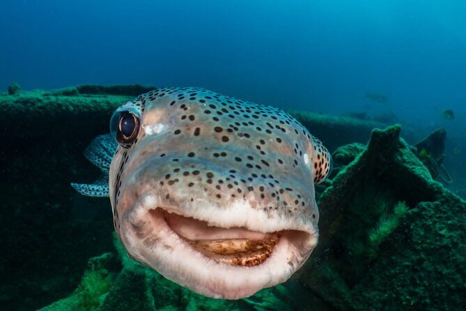Introductory Diving Class in the Cozumel Reefs - Weather, Timing, and Real-World Expectations