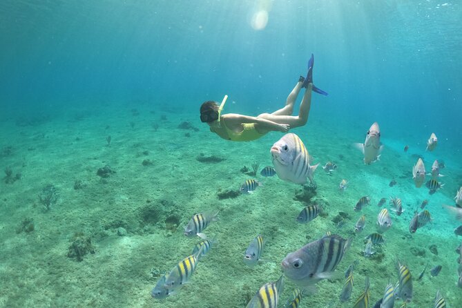 Invisible Boat Snorkeling Tour - The All-Glass Boat Experience: What It Feels Like