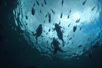 Invisible Boat Snorkeling Tour - Price and Value: $39 Plus the Marine Fee Reality