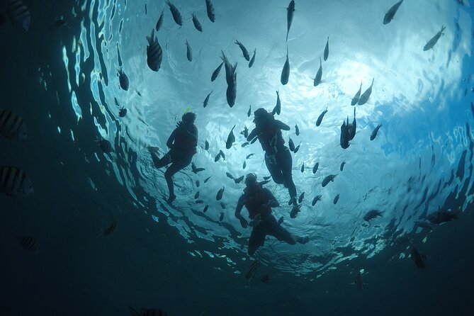 Invisible Boat Snorkeling Tour - Price and Value: $39 Plus the Marine Fee Reality