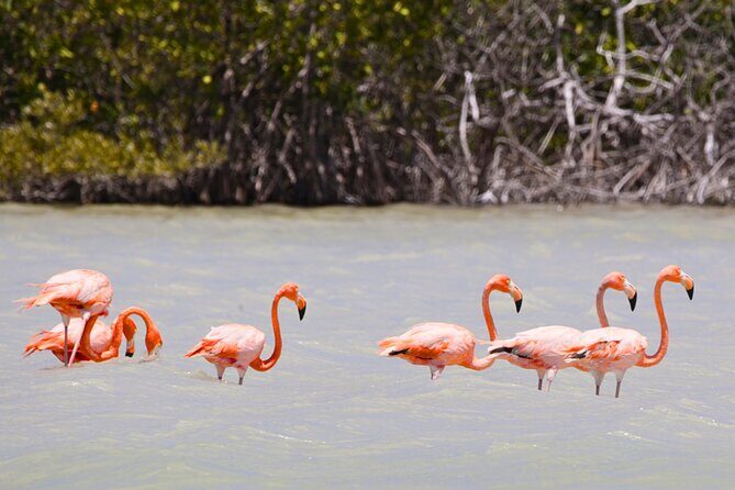 Isla Columpios and Progreso Day Trip - Chuburna Boat Transfer: Fast Ride, Real-World Timing, Bring Patience