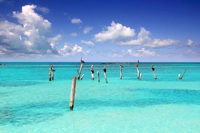 Isla Contoy Adventure Tour & Isla Mujeres from Playa del Carmen - Isla Contoy: bird sanctuary time with a limit that actually changes the vibe