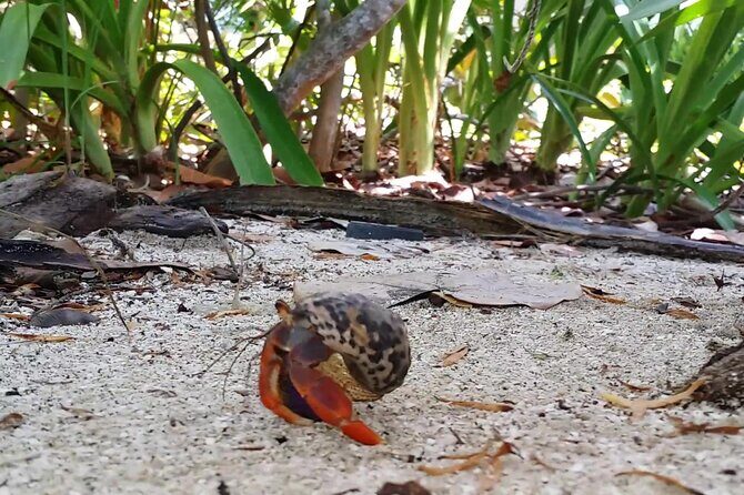 Isla Contoy and Isla Mujeres Tour with Snorkeling from Cancun - Lunch on Contoy: Tik n Xic BBQ and a no-frills picnic feel