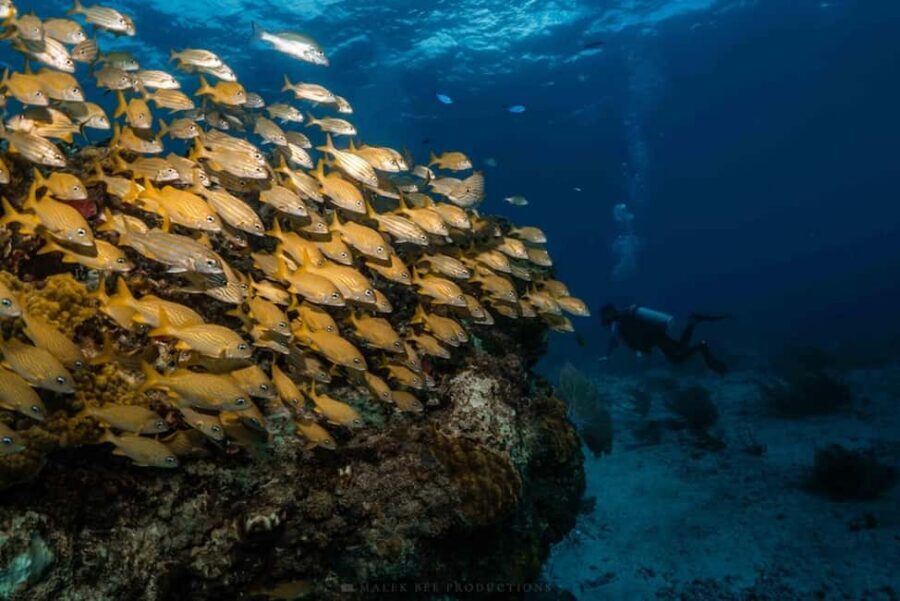 Isla Mujeres - MUSA and the Manchones Reef - Snorkel - Price and value: how $60 stacks up for this kind of day