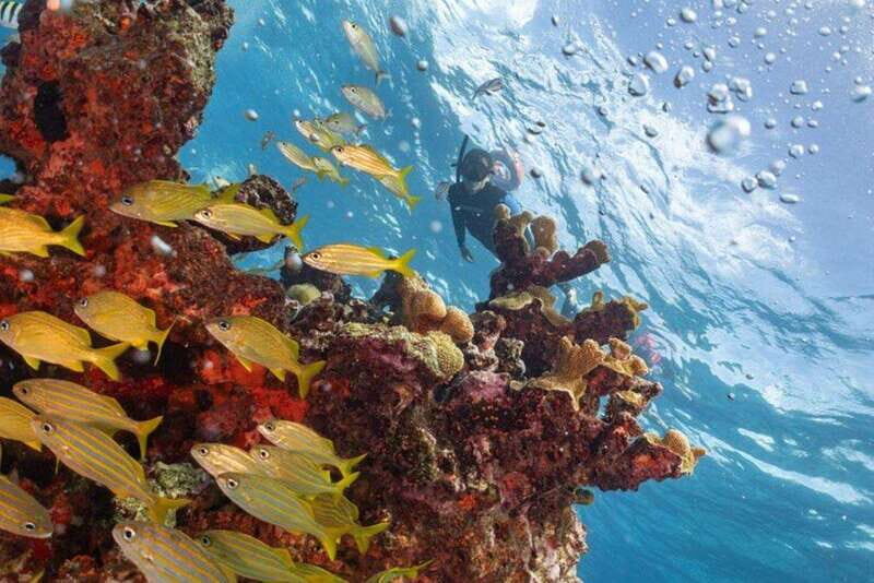 Isla Mujeres: Snorkel Tour at Musa and Manchones Reef - Musa Underwater Museum: a sculpture walk you can swim through