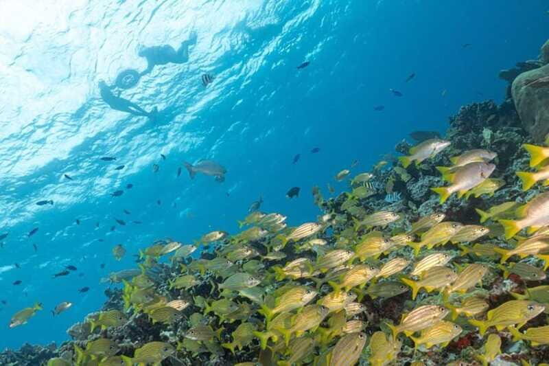 Isla Mujeres: Snorkel Tour at Musa and Manchones Reef - Price and what the tour costs you in real life