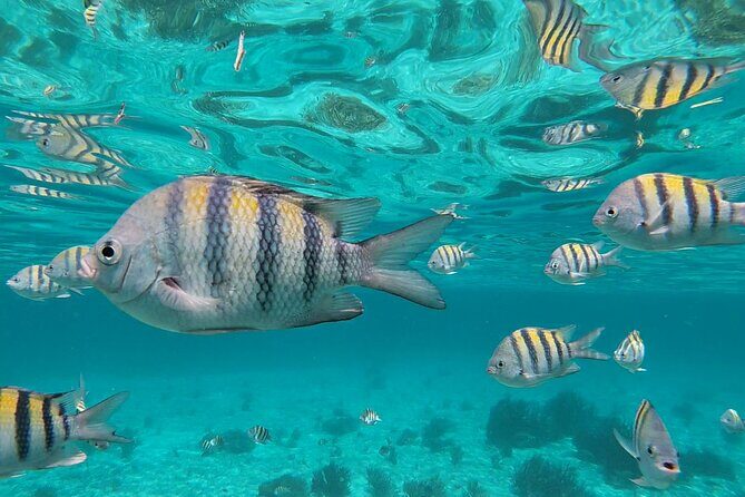 Isla Mujeres: Snorkeling Adventure at the Underwater Museum - Getting to Señor Frog’s: simple logistics, real timing